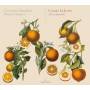 Claudine Ansermet / Paolo Cherici - Airs et Psaumes