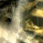 Pixyblink / Rhea Tucanae - Fungi From