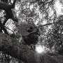 Ty Segall - Hello,Hi