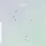 Lycoriscoris - Flight