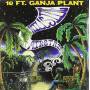 Ten Ft. Ganja Plant - Hillside Airstrip