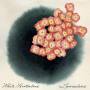 White Hinterland - Luniculaire Ep