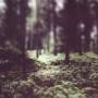 Helge Trio Lien - Hello Troll