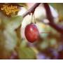 Haakon Ellingsen - Plum Album
