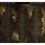 Wadada Leo Smith's Mbira - Dark Lady Of The Sonnets