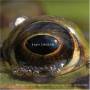 Evan Ziporyn - Frog's Eye