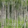 Numinous - Vipassana