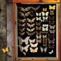 Mayfly - Mayfly