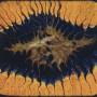 Coram Lethe - A Splendid Chaos