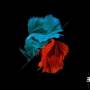 Julian Tetra Arguelles - Tonadas