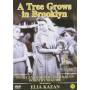 Tree Grows In Brooklyn (1945) / (asia Ntsc) - Tree Grows In Brooklyn (1945) [Regio free (0)]
