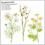 Radstewart - Wiccans And Beatlemancers