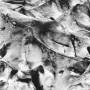 Asmus Tietchens / Miki Yui - Neues Boot
