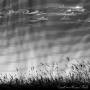 Cavil - Mares' Tails