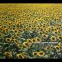 Echo & The Bunnymen - Me, I'm All Smiles