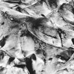 Asmus Tietchens / Miki Yui - Neues Boot