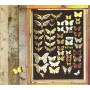 Mayfly - Mayfly