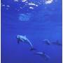 Dreaming Blue / Var - Dreaming Blue / Var