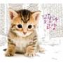 Cats Over Flowers / Various (asia) - Cats Over Flowers / Various