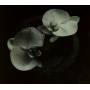 Mike Patton / Jean-Claude Vannier - Corpse Flower