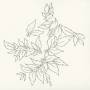 Nhor - Momenta Quintae Essentiae
