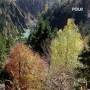 Pole - Wald