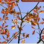 Various - Deep In It