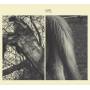 Susanna - Wild Dog