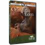 Nature: The Last Orangutan Eden - Nature: The Last Orangutan Eden [us-version, Regio 1 [US-Version, Regio 1]