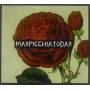 Maxpicchatoda3 -Maxpicchiatoda3 - Maxpicchiatoda3