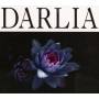 Darlia - Petals