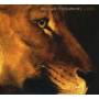 William Fitzsimmons - Lions