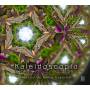 Granillo / Canales / Ensamble3 - Kaleidoscope