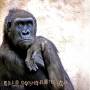 Hardy Fox - Rilla Contemplates Love