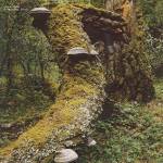 Jan Jelinek - Kosmischer Pitch (Reissue)