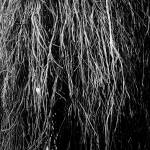 Eraldo Bernocchi / Iggor Cavalera / Merzbow - Nocturnal Rainforest