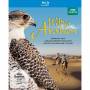 - - Wildes Arabien [Regio free (0)]
