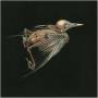 Jenny Hval & Susanna - Meshes Of Voice