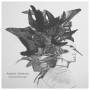 Adrian Crowley - Dark Eyed Messenger (180 Gr.Gatefold Vinyl+MP3)