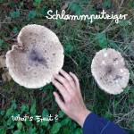 Schlammpeitziger - What's Fruit