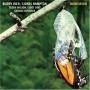 Buddy Rich - Transitions