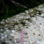 Ottmar Liebert - Petals On The Path