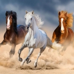 Pracht Creatives Hobby Gmbh - Pferde im Galopp (Design 33x44) 40x50