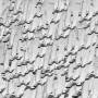 RP Boo - Fingers,bank Pads & Shoe Prints