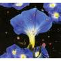 Sarah Louise - Nighttime Birds And Morning Stars