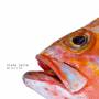 Clara Luzia - We Are Fish