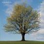 John Martyn - Classics