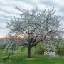 Orchard (Aidan Baker, Gaspar Claus, Franck Laurino - Serendipity