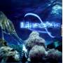 V / A - Linea Blu 2008