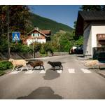 Maxi Pongratz - I mecht an Landla hean (limited Bonustrack Edition